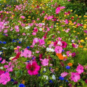  Wallington Garden Flowers